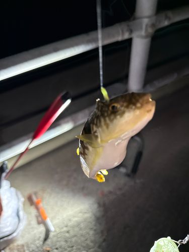 クサフグの釣果