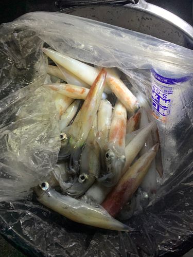 ケンサキイカの釣果