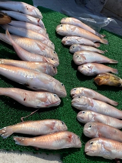 シロアマダイの釣果