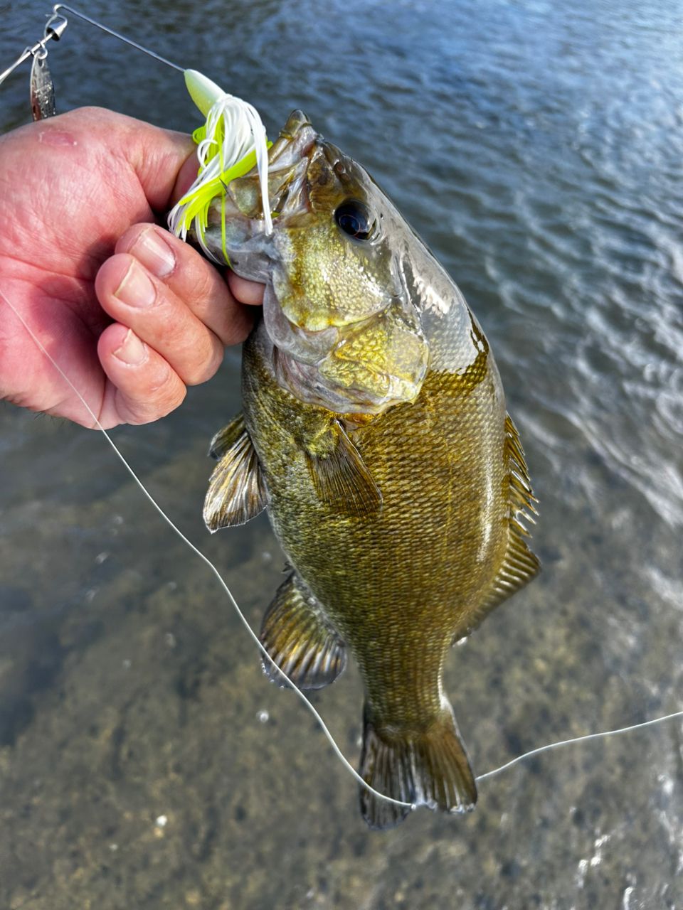 スモールマウスバス