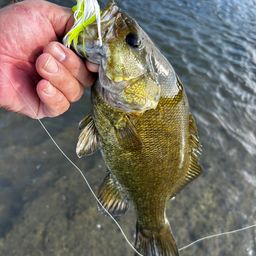 スモールマウスバス