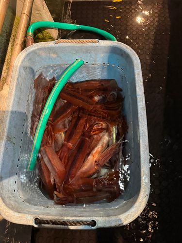 イカの釣果