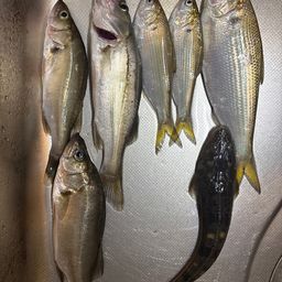 セイゴ（マルスズキ）