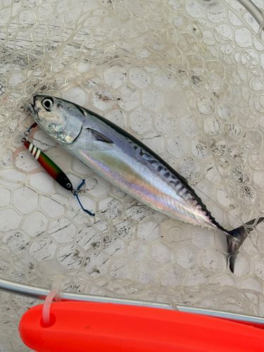ソウダガツオの釣果