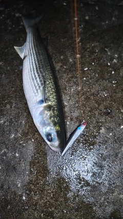 ボラの釣果