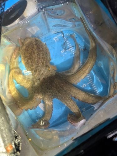 タコの釣果