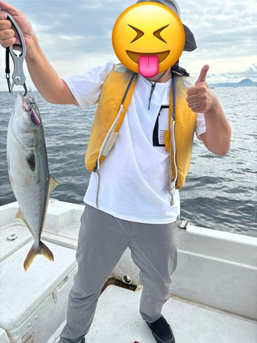 イナダの釣果