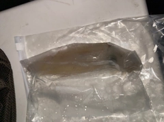 イカの釣果