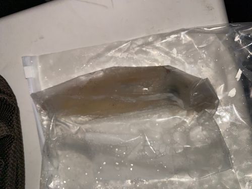 イカの釣果