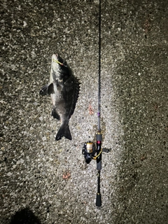 クロダイの釣果