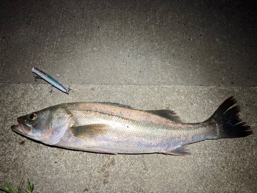 スズキの釣果