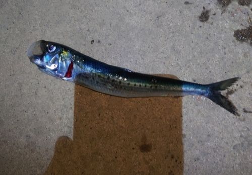 イワシの釣果