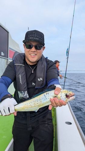 シイラの釣果
