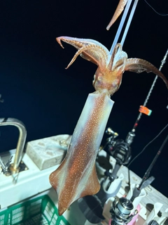 アカイカの釣果