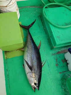 キハダマグロの釣果