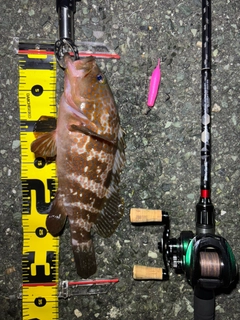 キジハタの釣果