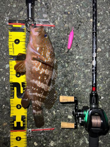 キジハタの釣果