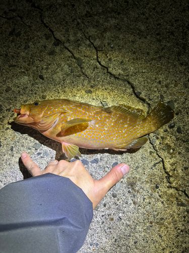 キジハタの釣果
