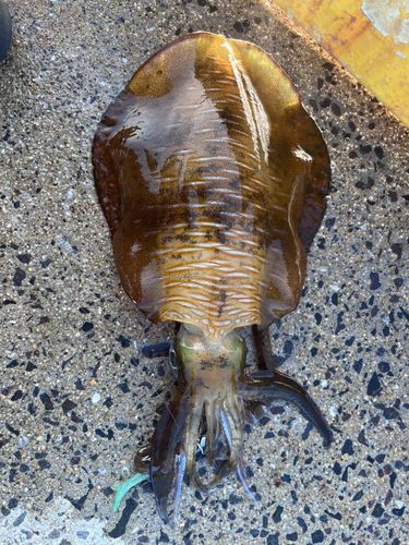 アオリイカの釣果