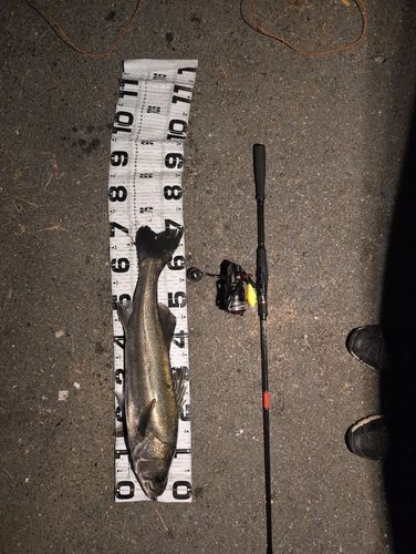 シーバスの釣果