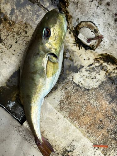 シロサバフグの釣果