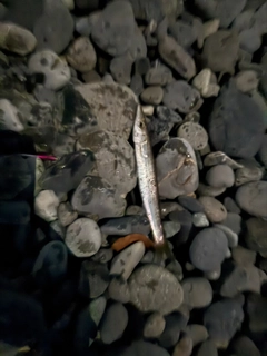 カマスの釣果