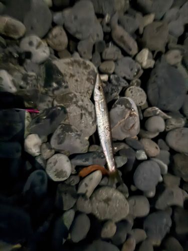 カマスの釣果