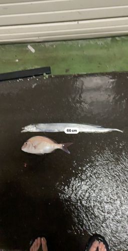 タチウオの釣果