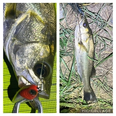 シーバスの釣果