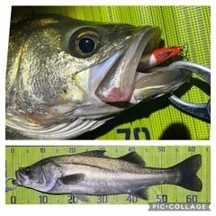 シーバスの釣果