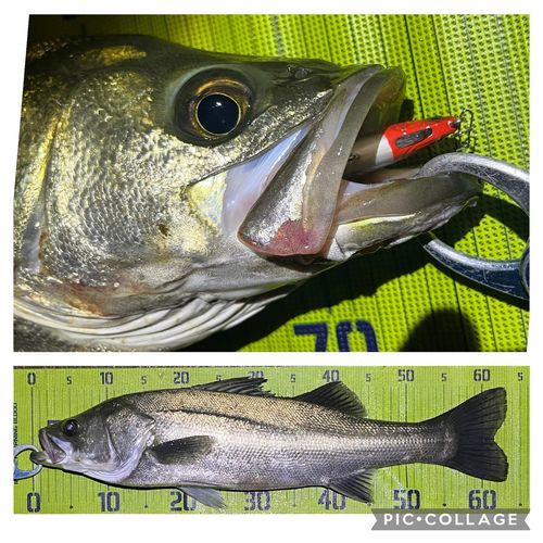 シーバスの釣果