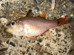 クロホシイシモチの釣果