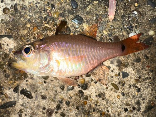 クロホシイシモチの釣果