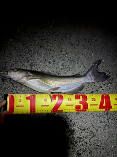 アメリカナマズの釣果