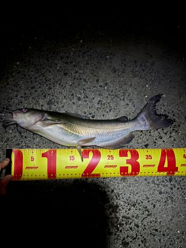 アメリカナマズの釣果