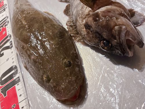 マゴチの釣果