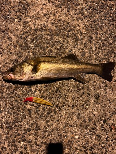 シーバスの釣果