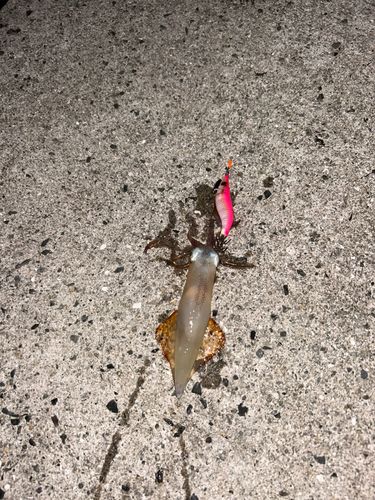 ケンサキイカの釣果