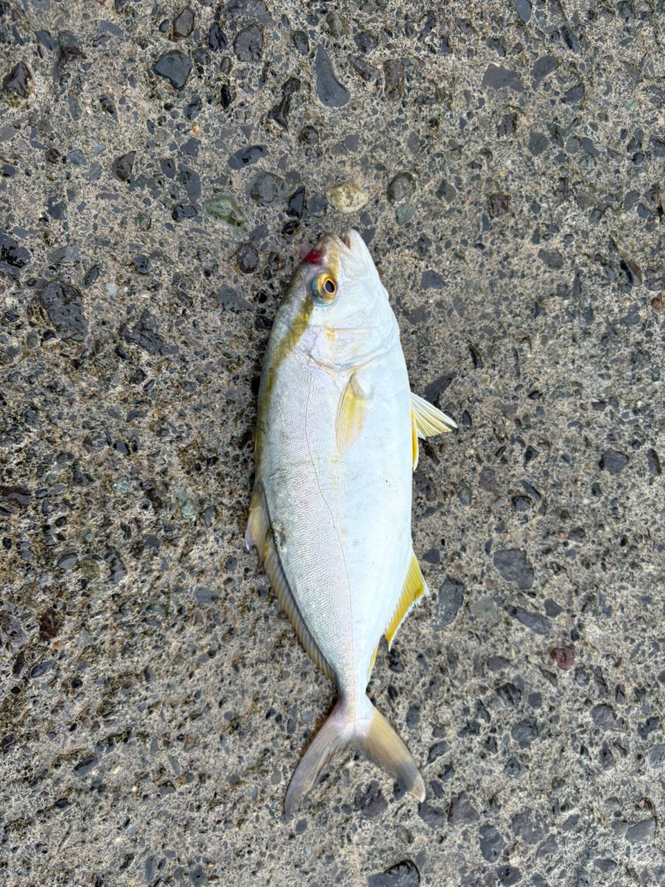 ショゴ