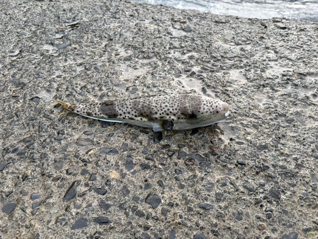 ショゴ