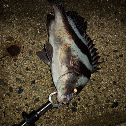 コショウダイの釣果