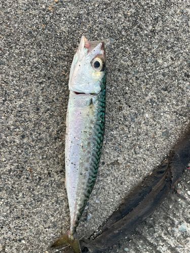 サバの釣果