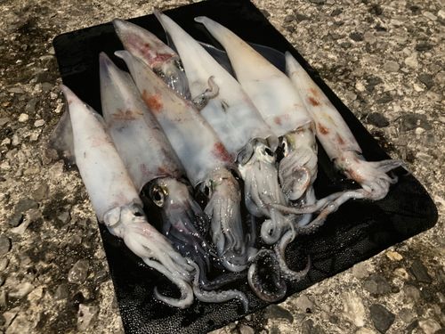 ケンサキイカの釣果