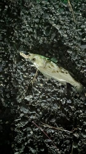 セイゴ（マルスズキ）の釣果