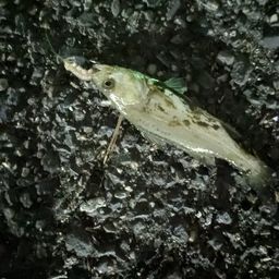 セイゴ（マルスズキ）