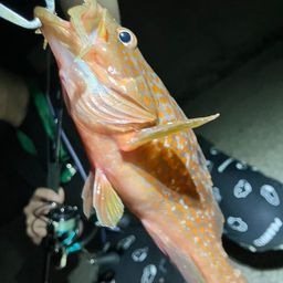 キジハタ
