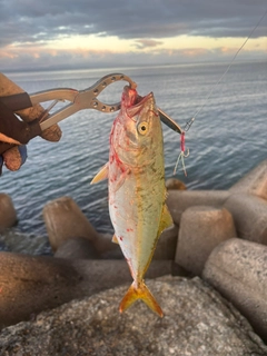 ワカシの釣果