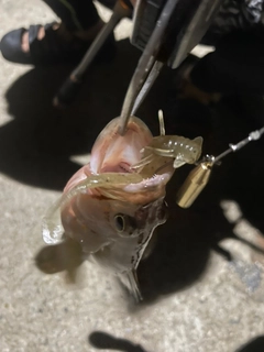 キジハタの釣果