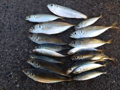 マアジの釣果