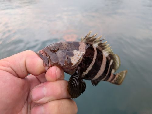 ハタの釣果